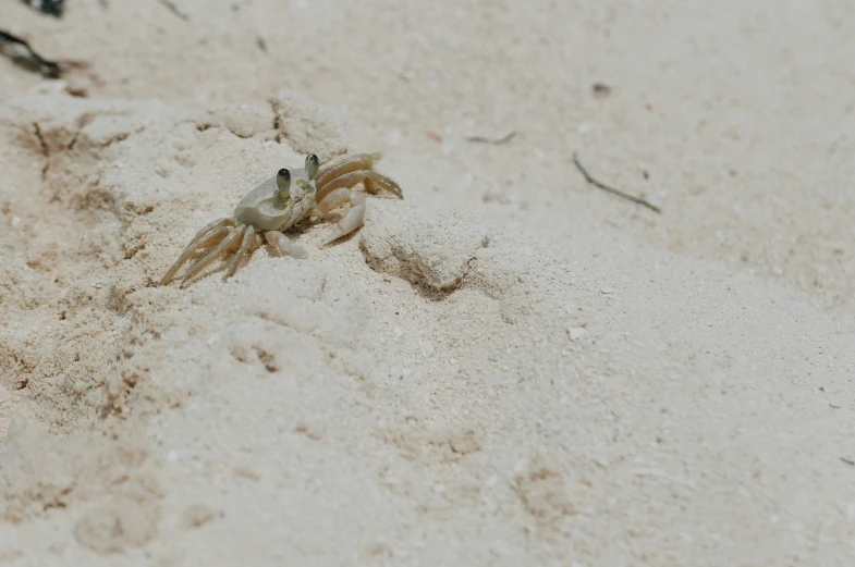 crab sitting in the sand looking out for predators