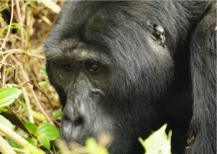 a large black gorilla is in the wilderness