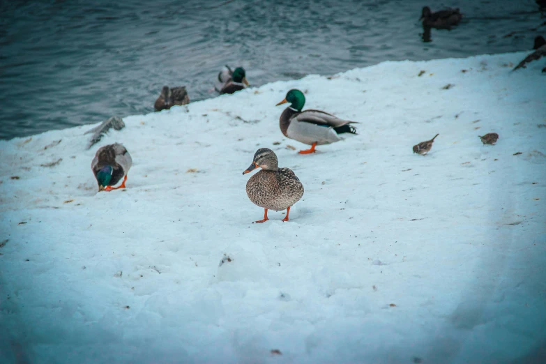 birds standing on the snow near some water