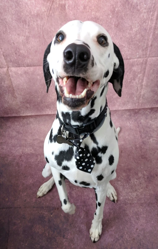 a dalmatian dog with a spot - designed collar is smiling