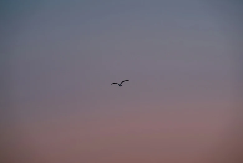 a large bird flying in the sky and it's wings are spread