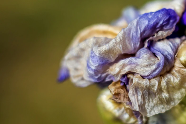 some very pretty colorful flowers with purple flowers