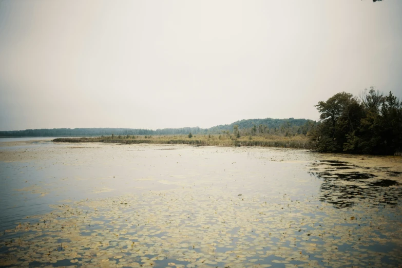 a wide river with small shrubs and bushes near it