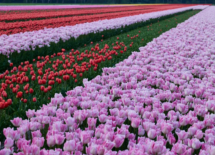 rows of tulips are shown in a field