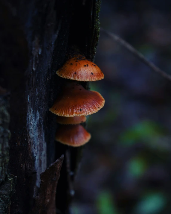 an orange mushroom growing on the bark of a tree