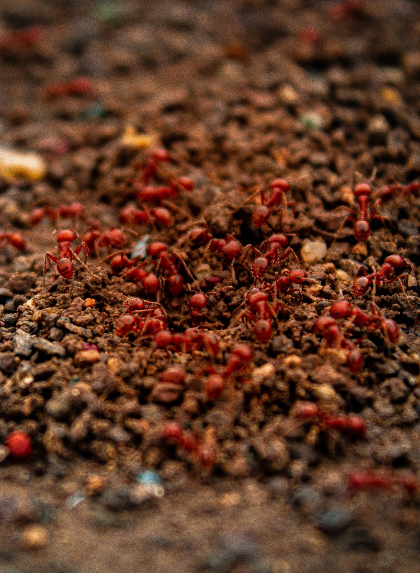 a very small red substance in some dirt