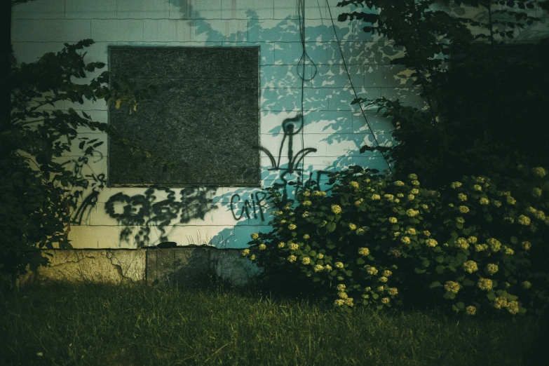 a green plant sitting near the side of a building