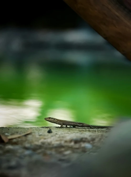 the lizard is walking towards the water under the bridge