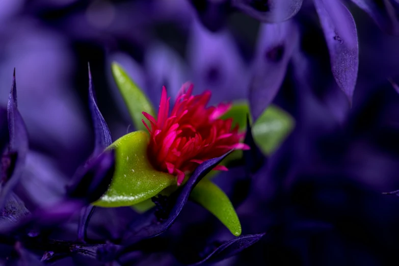 a flower that is in some purple plants