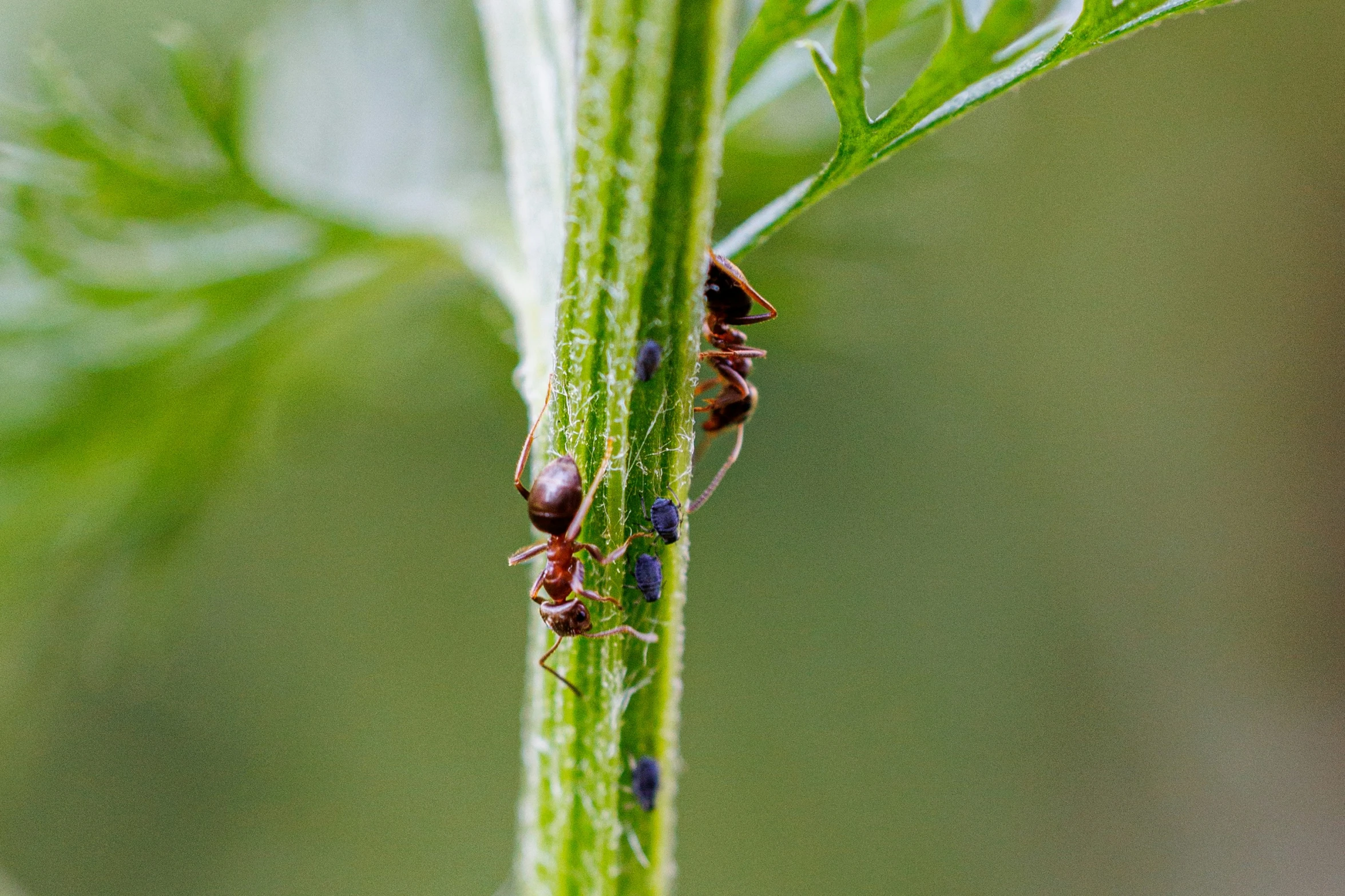 ants crawling on the tip of a plant stem