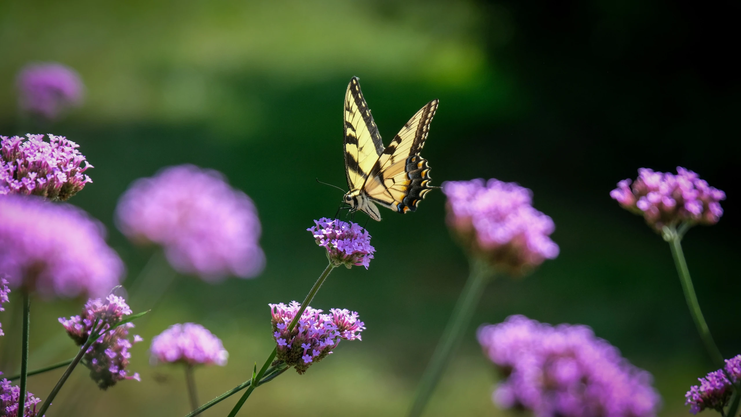 the yellow erfly is flying toward the flower