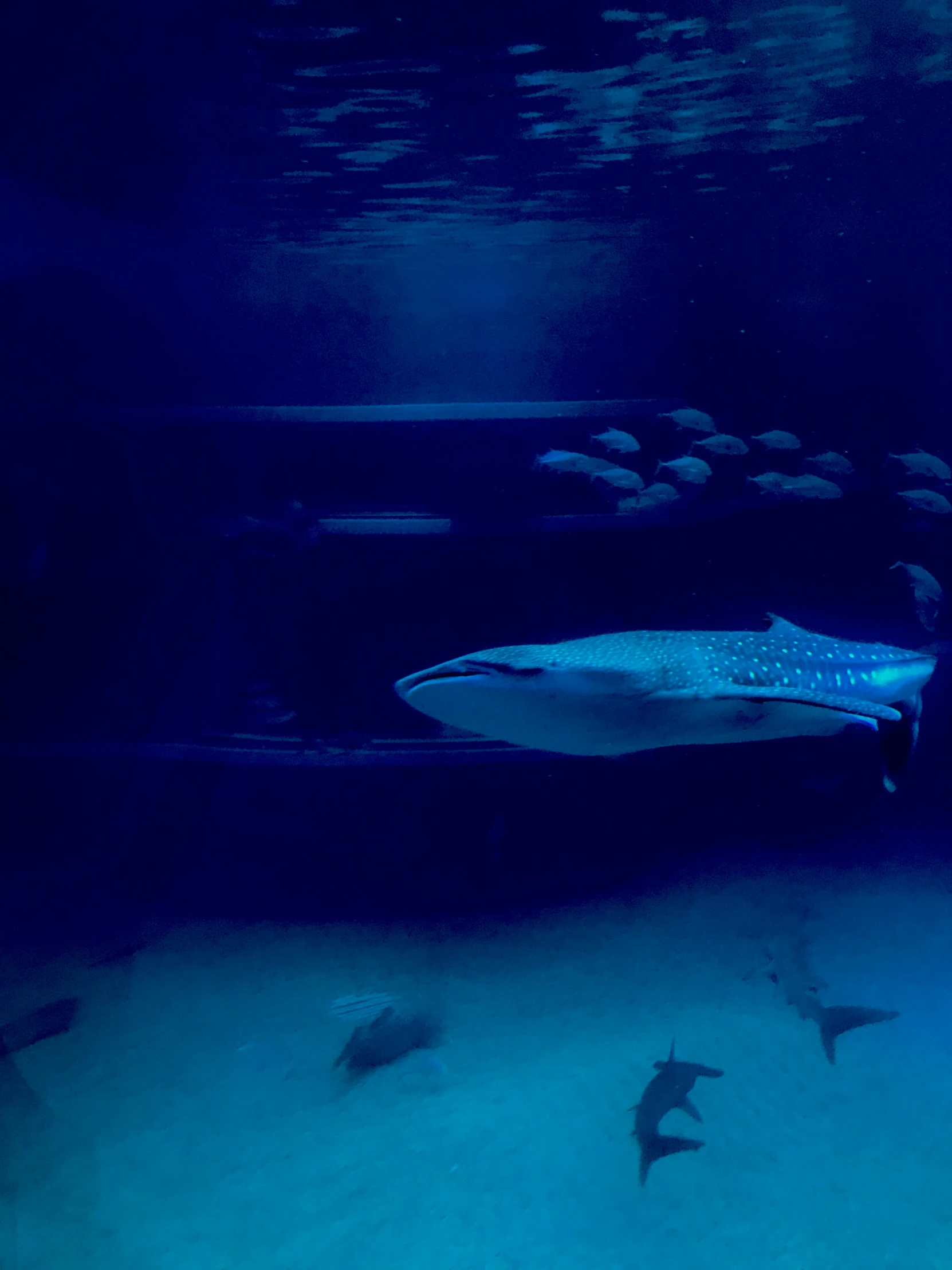 two sharks swim underneath an aquarium filled with fish