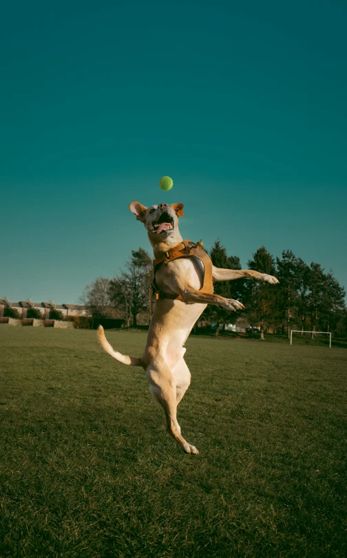 a dog in the air catching a ball with its mouth