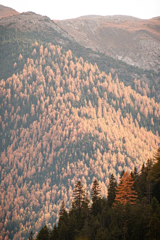 a mountainous area with trees, hills and other shrubs