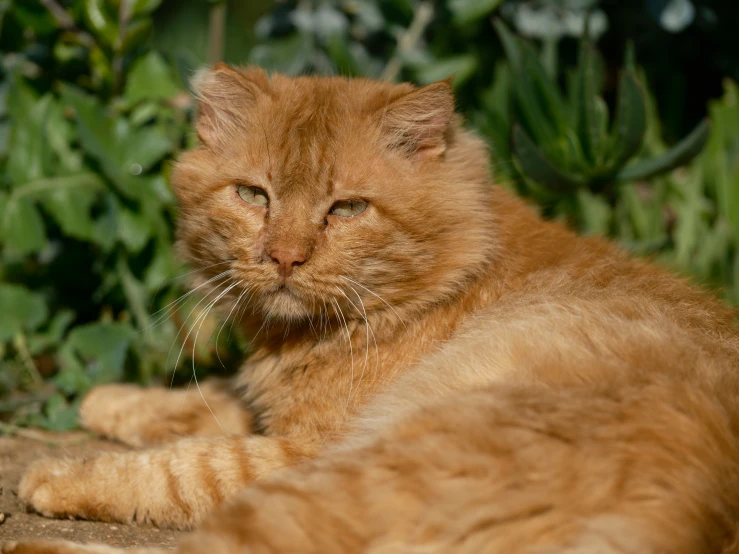 a cat laying down near some bushes