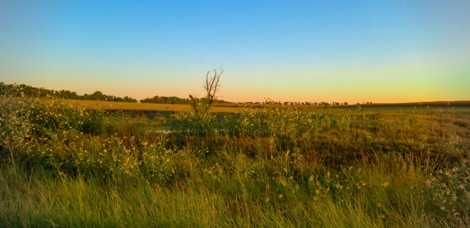 a field with tall grass and flowers on the top