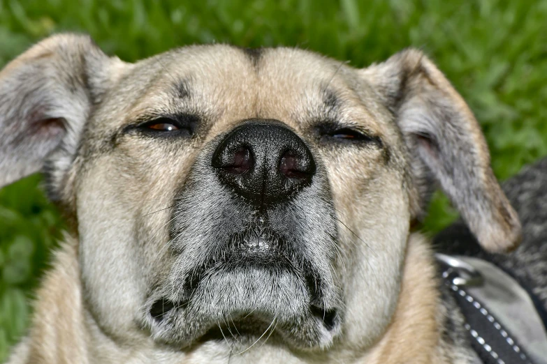 a close up of a dog with grass in the background