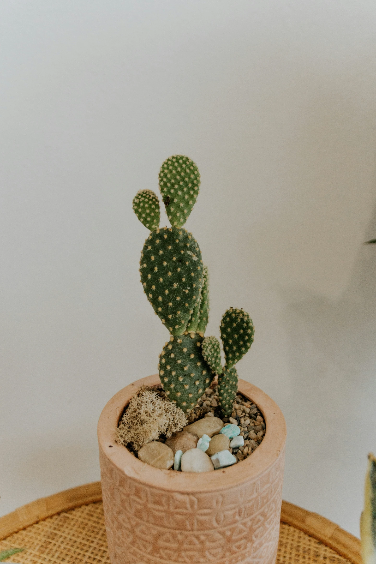 small cactus sitting on top of a round wicker table