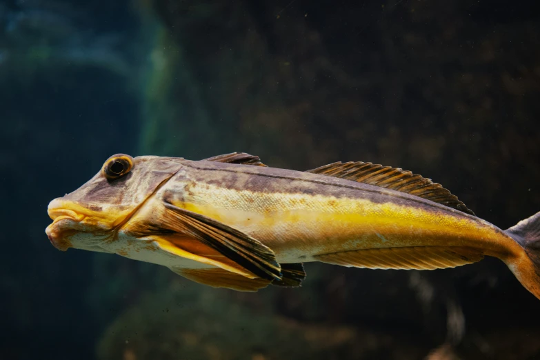 a large fish swimming through a tank in the water