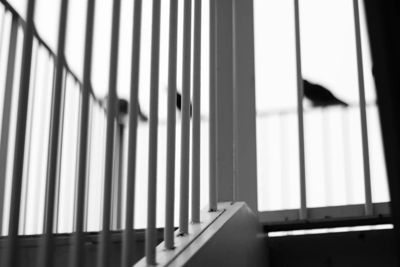 two birds standing on the balcony railings