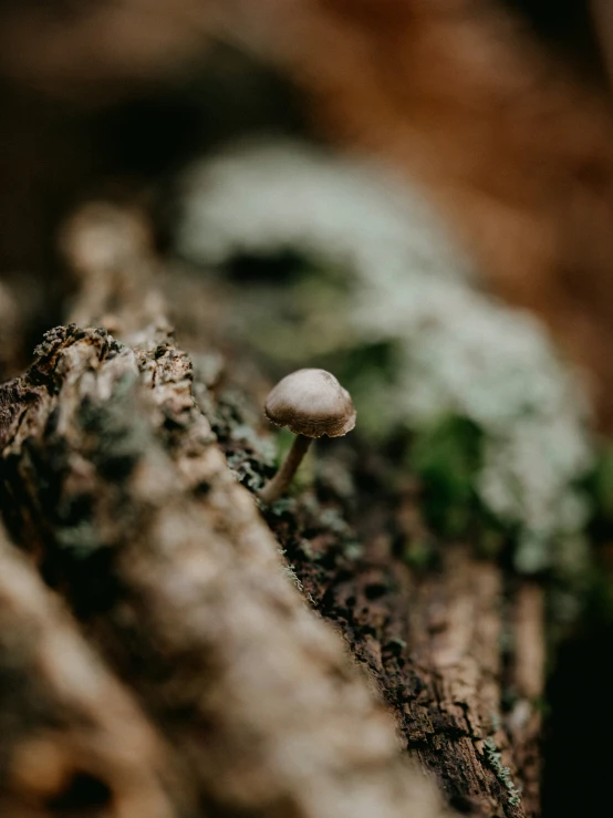 a single mushroom is growing out of some wood