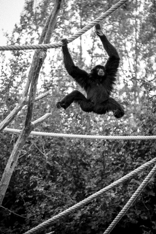 the silhouette of an oranguel hanging from the tree