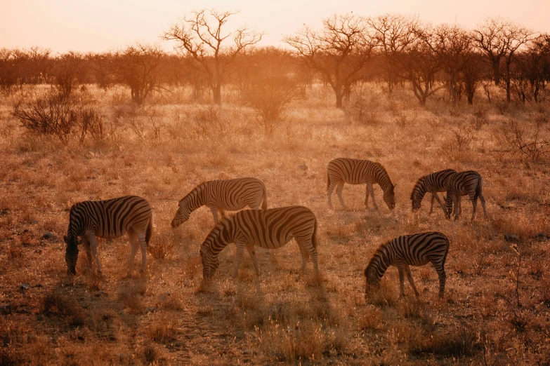 several ze grazing on tall grasses in a dry grass field