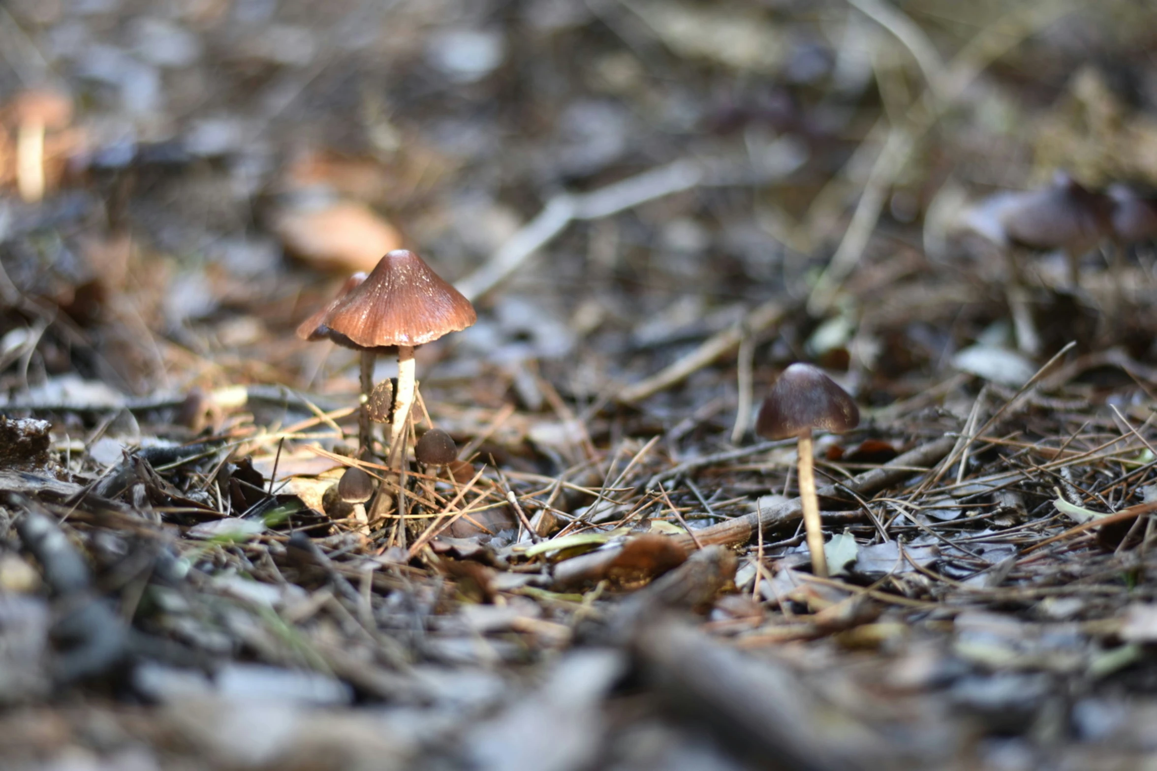 there is a small mushroom and a group of trees