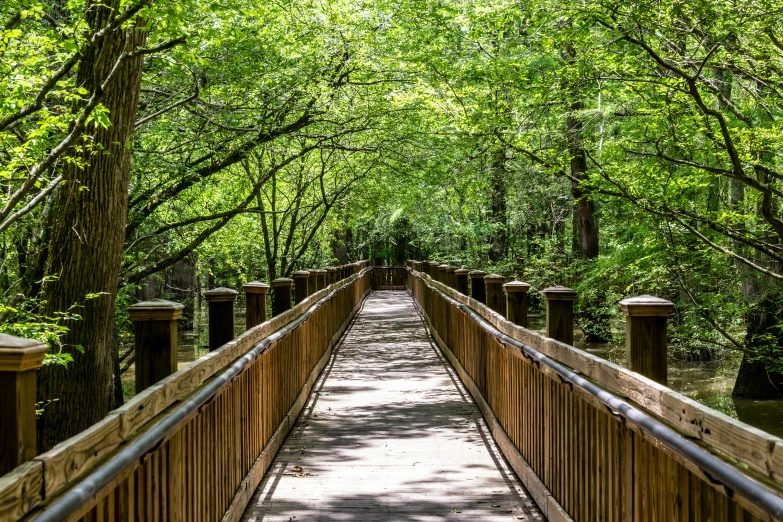 a wooden bridge spanning the width of a tree - lined area