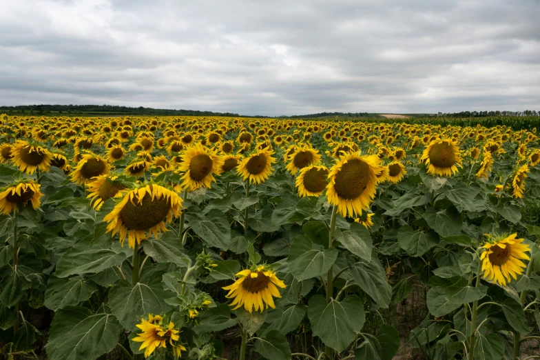 many large yellow sunflowers with green leaves in a field