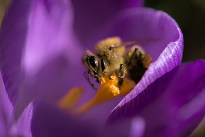 a bee inside of a purple tulip that is opening
