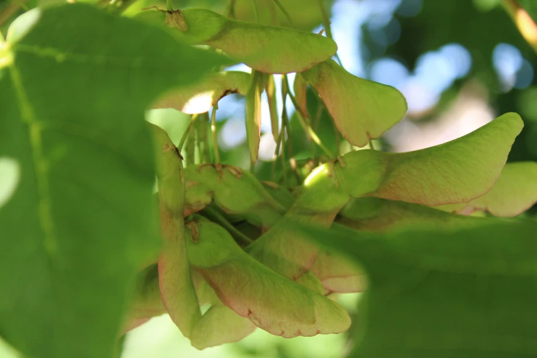 a bunch of green leaves and plants hanging on the nches