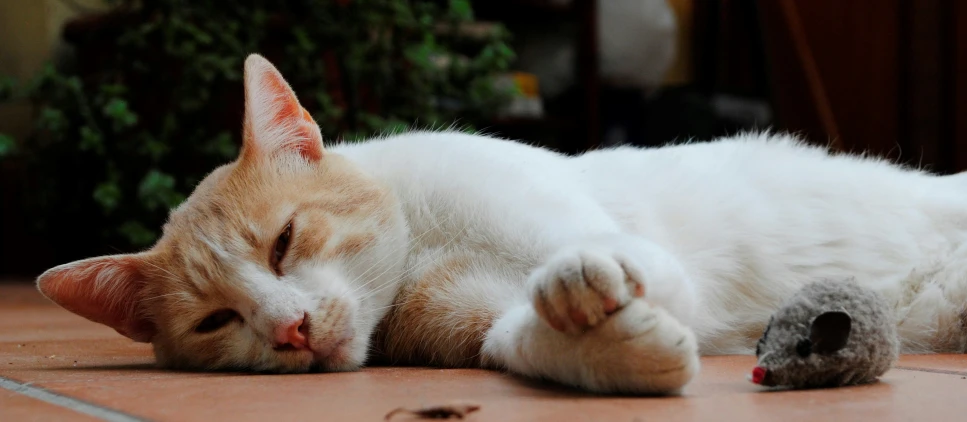 a close up of a cat laying on the ground near a toy