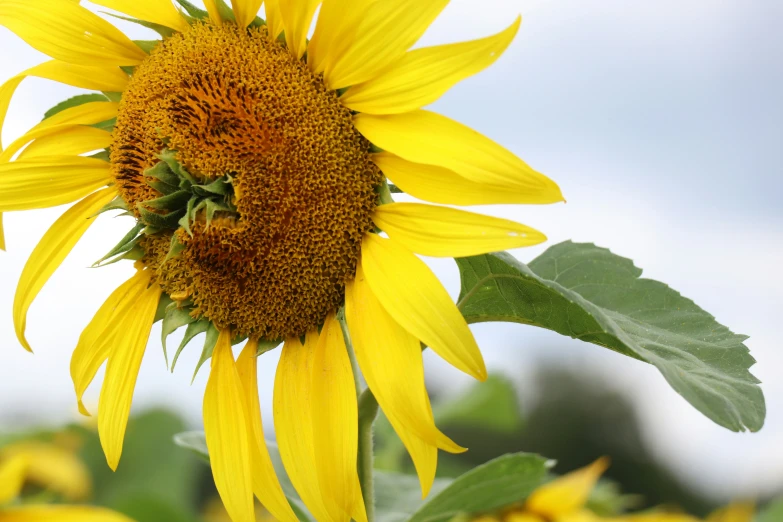 a large yellow sunflower in the middle of the field