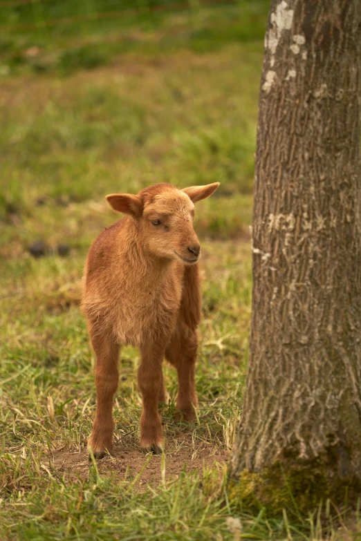 a young baby animal standing by a tree