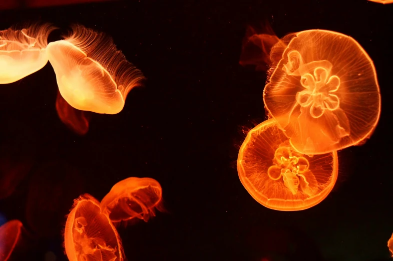 different colored jellyfish swimming inside a black pond