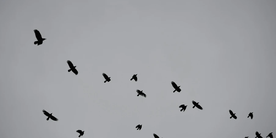 a large flock of birds fly through the sky