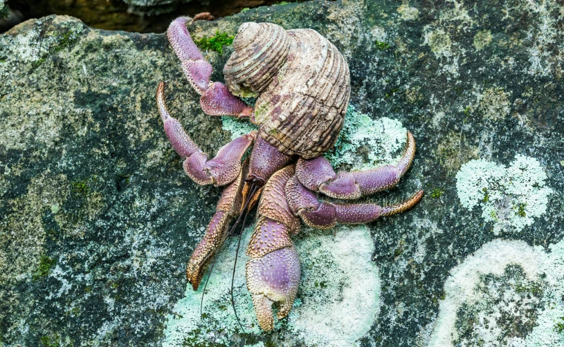 a purple and tan stuffed animal sitting on top of a rock