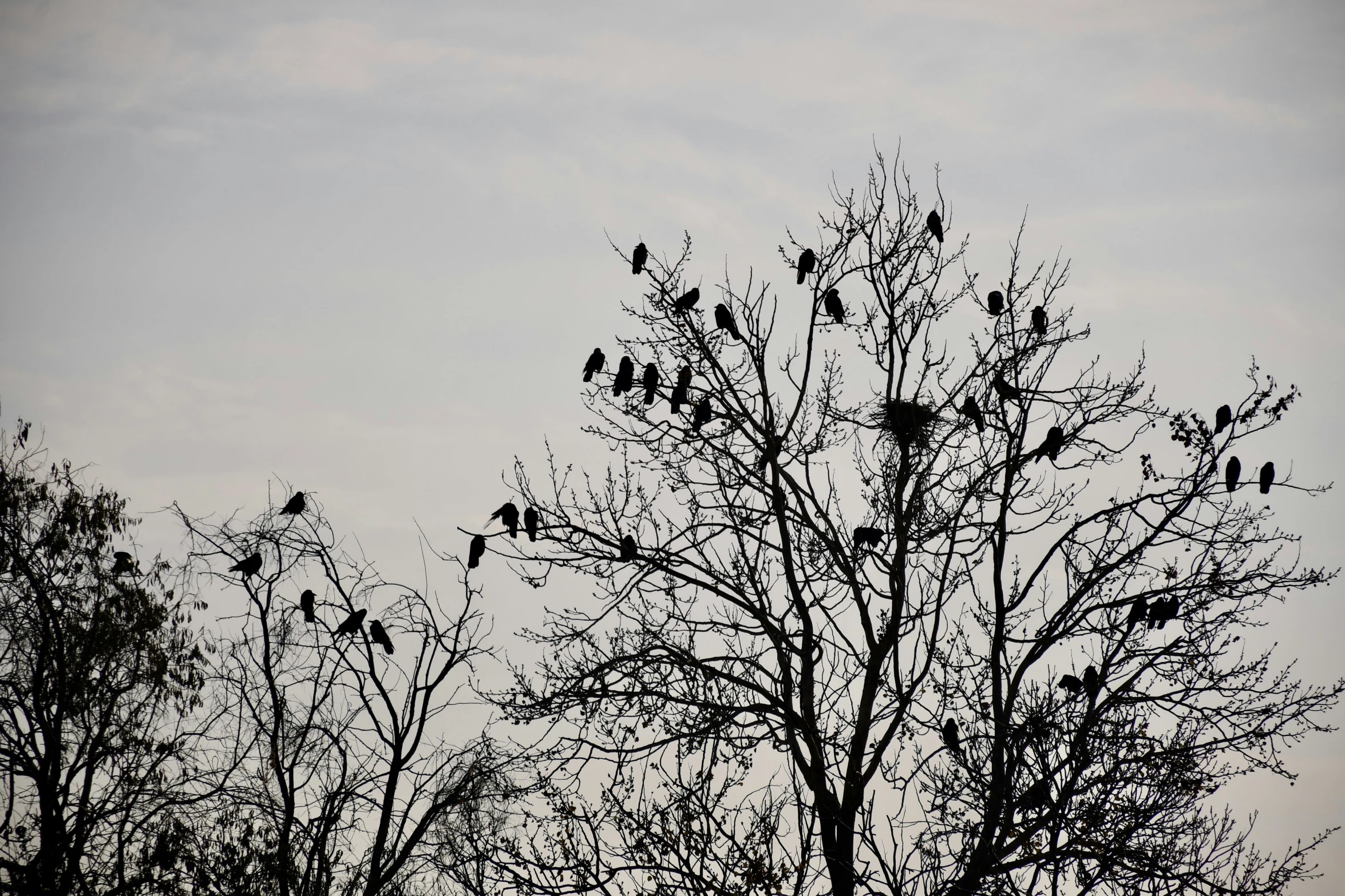 flock of birds perched on the tops of tree nches