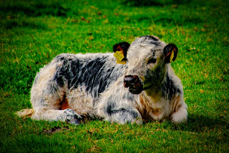 a cow that is laying down in the grass