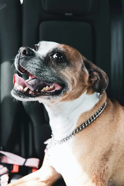 an image of a dog that is smiling in the car