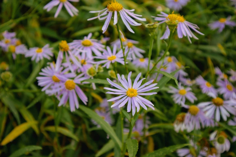 a bunch of purple and yellow daisies on the ground