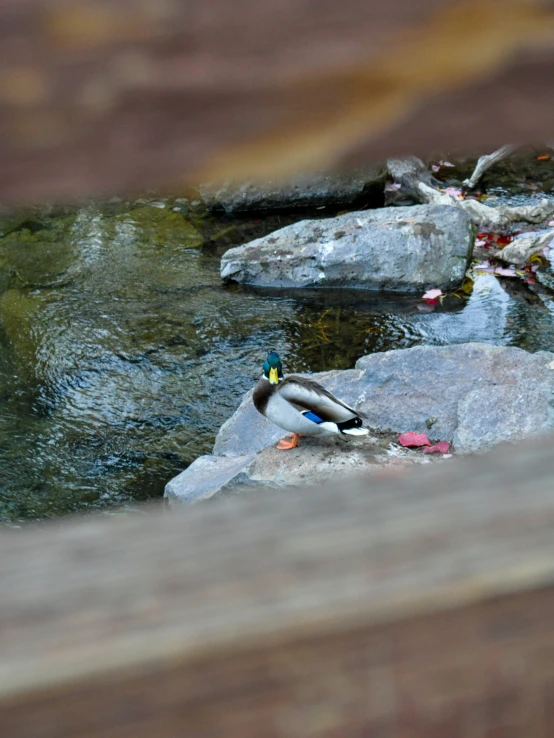 a rubber duck on some rocks by the water