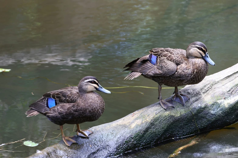 two birds standing on a log in the water