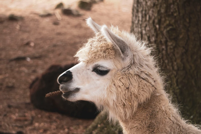 a sheep looks off into the distance while eating soing