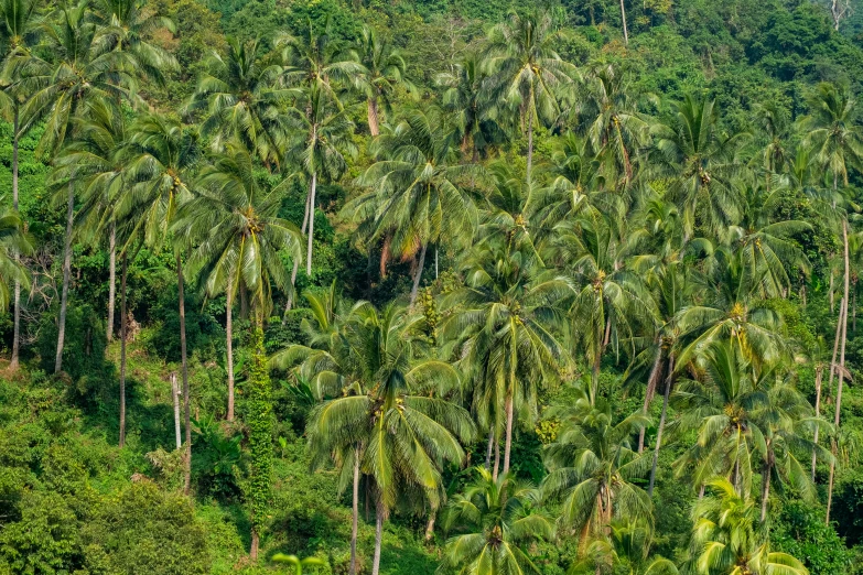 the lush palm trees can be seen from above