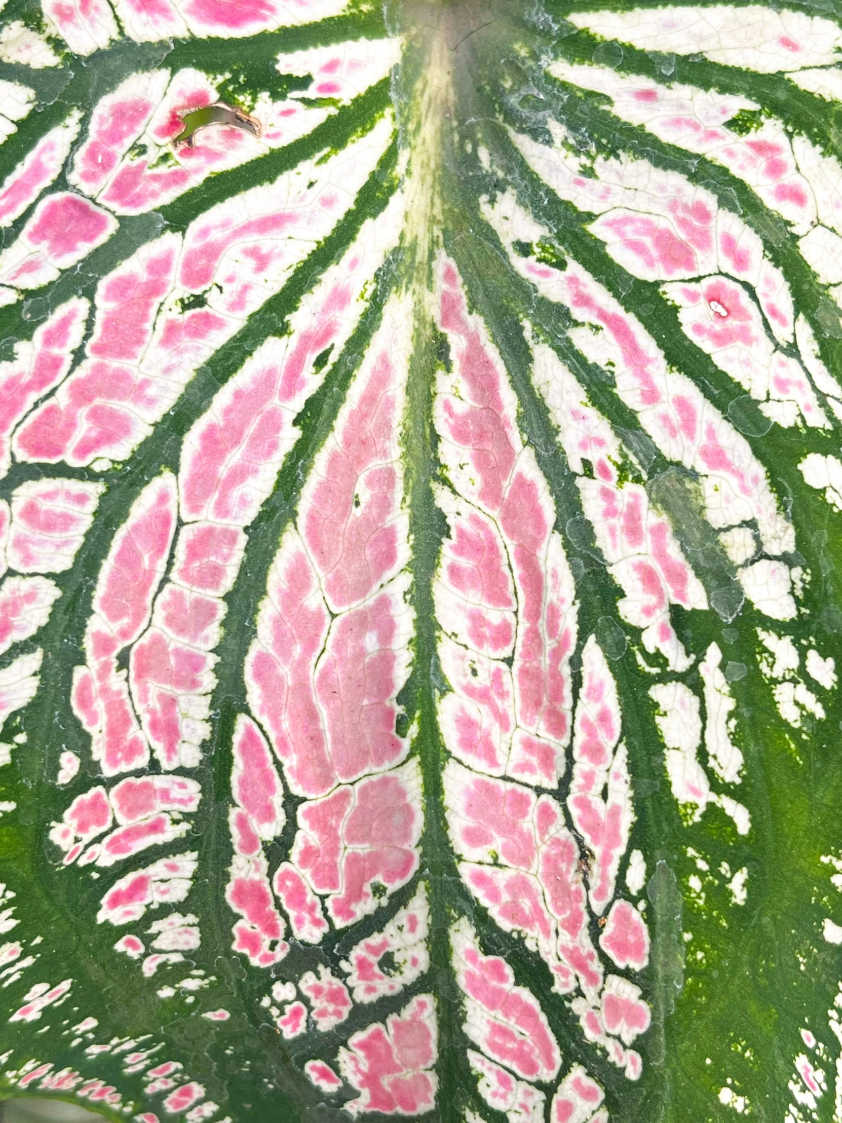 a close - up of pink and white flowers on green stems