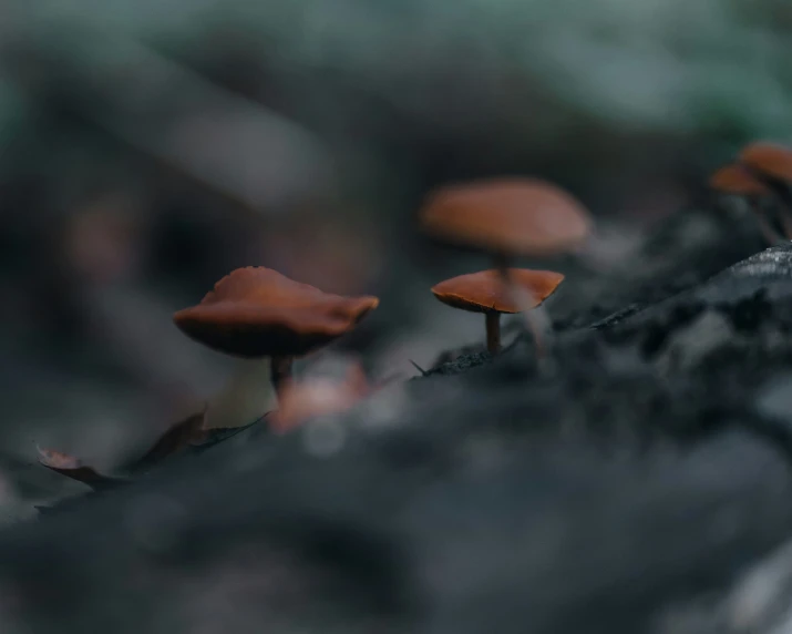 small mushrooms sprouting from the side of a tree stump