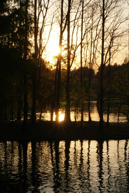 trees are reflected in the water with a bright sun in the distance