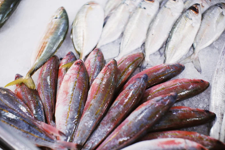 assorted raw fish being sold in the grocery store